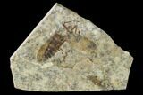 Fossil March Fly (Plecia) - Green River Formation #138480-1